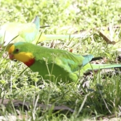 Polytelis swainsonii at Belconnen, ACT - suppressed