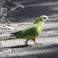 Polytelis swainsonii at Belconnen, ACT - suppressed