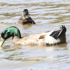 Anas platyrhynchos (Mallard (Domestic Type)) at Lake Ginninderra - 3 Sep 2022 by AlisonMilton