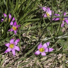 Romulea rosea var. australis (Onion Grass) at Belconnen, ACT - 3 Sep 2022 by AlisonMilton