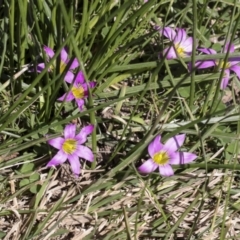 Romulea rosea var. australis at Belconnen, ACT - 3 Sep 2022