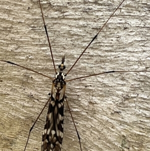 Ischnotoma (Ischnotoma) eburnea at Jerrabomberra, ACT - 4 Sep 2022 03:01 PM