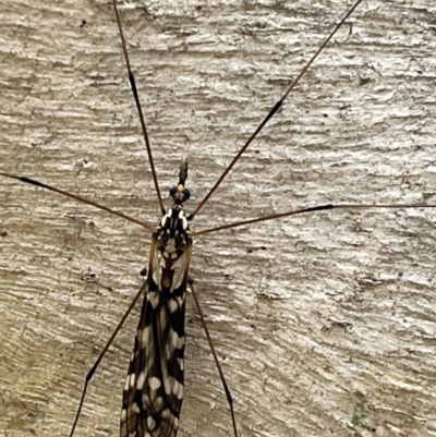 Ischnotoma (Ischnotoma) eburnea (A Crane Fly) at Jerrabomberra, ACT - 4 Sep 2022 by YellowButton