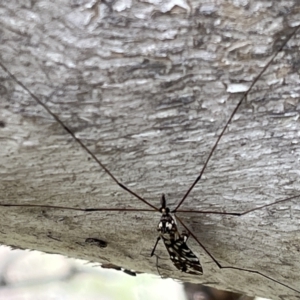 Ischnotoma (Ischnotoma) eburnea at Jerrabomberra, ACT - 4 Sep 2022 03:01 PM