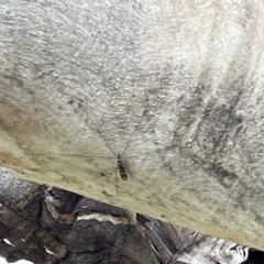 Ischnotoma (Ischnotoma) eburnea at Jerrabomberra, ACT - 4 Sep 2022 03:01 PM