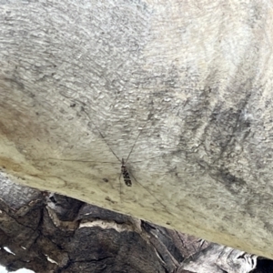 Ischnotoma (Ischnotoma) eburnea at Jerrabomberra, ACT - 4 Sep 2022