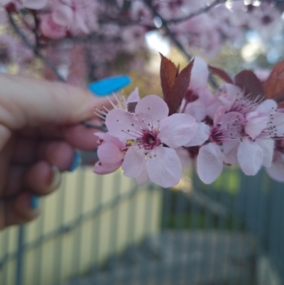 Prunus cerasifera (Cherry Plum) at Wanniassa, ACT - 4 Sep 2022 by Rose11a