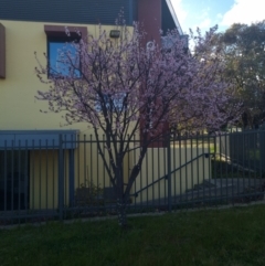 Prunus cerasifera at Wanniassa, ACT - 4 Sep 2022 04:08 PM