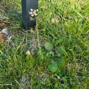 Capsella bursa-pastoris at Wanniassa, ACT - 4 Sep 2022