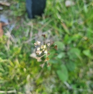 Capsella bursa-pastoris at Wanniassa, ACT - 4 Sep 2022 04:02 PM