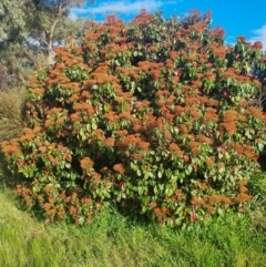 Photinia robusta (Red Leaf Photinia) at Wanniassa, ACT - 4 Sep 2022 by Rose11a