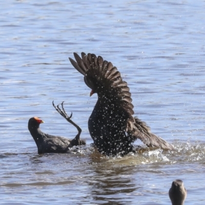 Gallinula tenebrosa (Dusky Moorhen) at Lake Ginninderra - 3 Sep 2022 by AlisonMilton