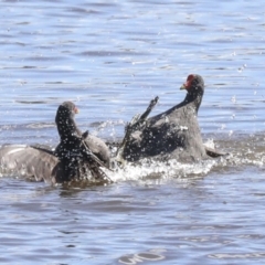 Gallinula tenebrosa at Belconnen, ACT - 3 Sep 2022