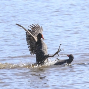 Gallinula tenebrosa at Belconnen, ACT - 3 Sep 2022