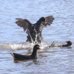 Gallinula tenebrosa at Belconnen, ACT - 3 Sep 2022