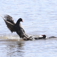 Gallinula tenebrosa at Belconnen, ACT - 3 Sep 2022