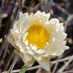 Leucochrysum albicans subsp. tricolor at Jerrabomberra, ACT - 4 Sep 2022