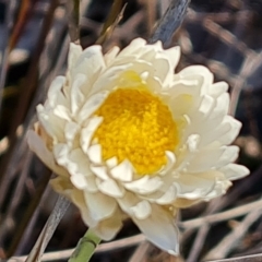 Leucochrysum albicans subsp. tricolor (Hoary Sunray) at Jerrabomberra, ACT - 4 Sep 2022 by Mike