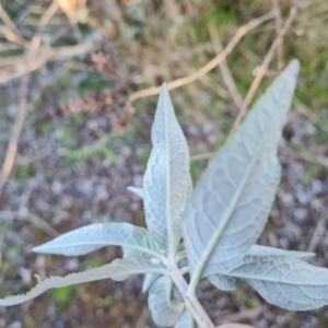 Buddleja davidii at Jerrabomberra, ACT - 4 Sep 2022 04:18 PM