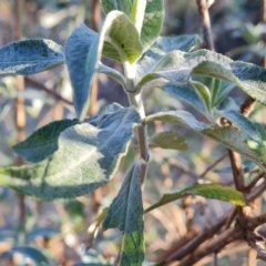 Buddleja davidii at Jerrabomberra, ACT - 4 Sep 2022 04:18 PM