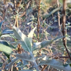 Buddleja davidii at Jerrabomberra, ACT - 4 Sep 2022