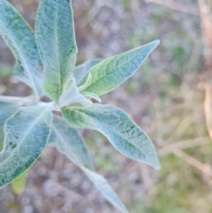 Buddleja davidii at Jerrabomberra, ACT - 4 Sep 2022 04:18 PM