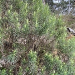 Cassinia longifolia (Shiny Cassinia, Cauliflower Bush) at Aranda, ACT - 18 Aug 2022 by NedJohnston