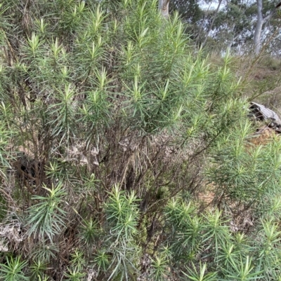 Cassinia longifolia (Shiny Cassinia, Cauliflower Bush) at Aranda, ACT - 18 Aug 2022 by NedJohnston