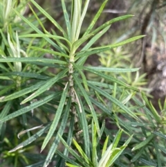 Cassinia longifolia at Aranda, ACT - 18 Aug 2022