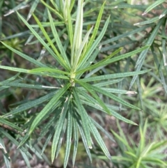 Cassinia longifolia at Aranda, ACT - 18 Aug 2022