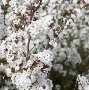 Leucopogon attenuatus at Aranda, ACT - 18 Aug 2022