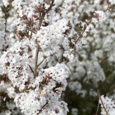 Styphelia attenuata (Small-leaved Beard Heath) at Aranda, ACT - 18 Aug 2022 by NedJohnston