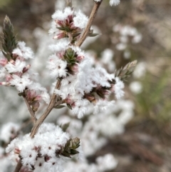 Leucopogon attenuatus at Aranda, ACT - 18 Aug 2022