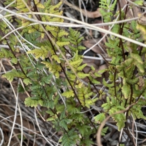 Cheilanthes sieberi at Aranda, ACT - 18 Aug 2022 10:04 AM