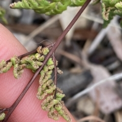 Cheilanthes sieberi at Aranda, ACT - 18 Aug 2022 10:04 AM