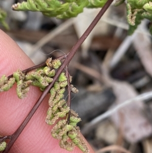 Cheilanthes sieberi at Aranda, ACT - 18 Aug 2022 10:04 AM