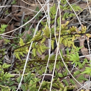 Cheilanthes sieberi at Aranda, ACT - 18 Aug 2022 10:04 AM