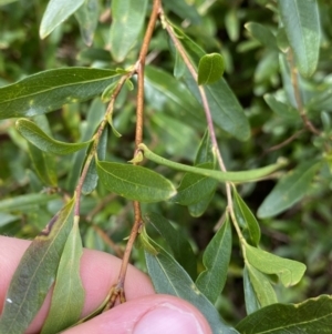 Billardiera heterophylla at Aranda, ACT - 18 Aug 2022 10:01 AM