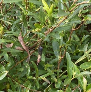 Billardiera heterophylla at Aranda, ACT - 18 Aug 2022