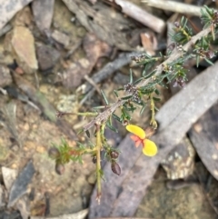 Dillwynia phylicoides (A Parrot-pea) at Aranda, ACT - 17 Aug 2022 by Ned_Johnston