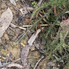 Dillwynia phylicoides at Aranda, ACT - 18 Aug 2022 09:53 AM