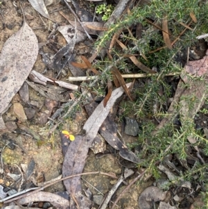 Dillwynia phylicoides at Aranda, ACT - 18 Aug 2022 09:53 AM