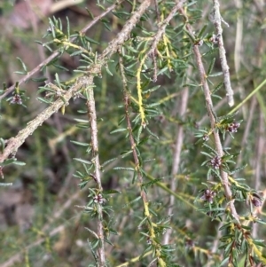 Dillwynia phylicoides at Aranda, ACT - 18 Aug 2022 09:53 AM