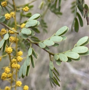 Acacia spectabilis at Aranda, ACT - 18 Aug 2022