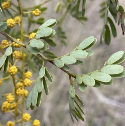 Acacia spectabilis (Pilliga Wattle, Glory Wattle) at Aranda, ACT - 17 Aug 2022 by Ned_Johnston