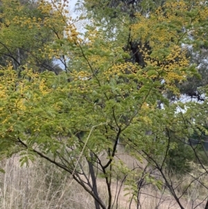 Acacia spectabilis at Aranda, ACT - 18 Aug 2022