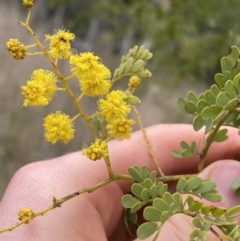 Acacia spectabilis at Aranda, ACT - 18 Aug 2022 09:45 AM