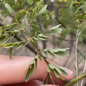 Acacia spectabilis at Aranda, ACT - 18 Aug 2022