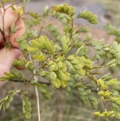 Acacia spectabilis at Aranda, ACT - 18 Aug 2022