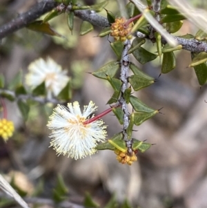 Acacia gunnii at Aranda, ACT - 18 Aug 2022 09:42 AM